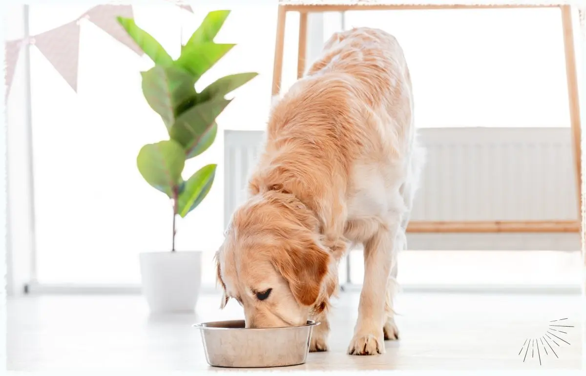 Dürfen Hunde Tofu essen? Unbedingt!