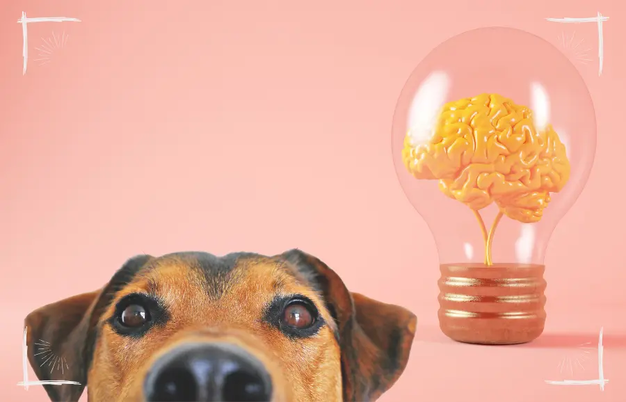 Hund mit Glühbirne - Symbolbild für immunologische Erinnerung an frühere Futterbestandteile bei Ausschlussdiät