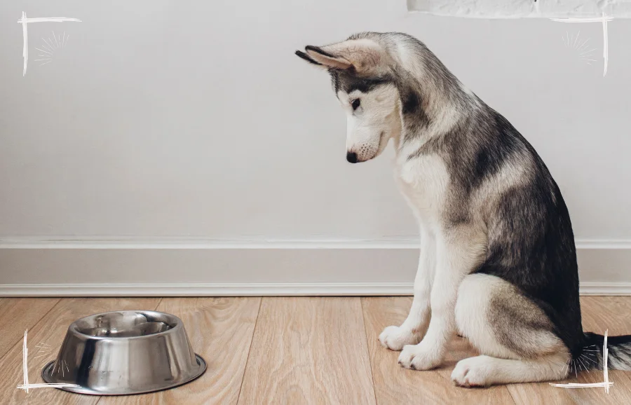 Veganes Hundefutter als Ausschlussdiät bei Futtermittelallergien