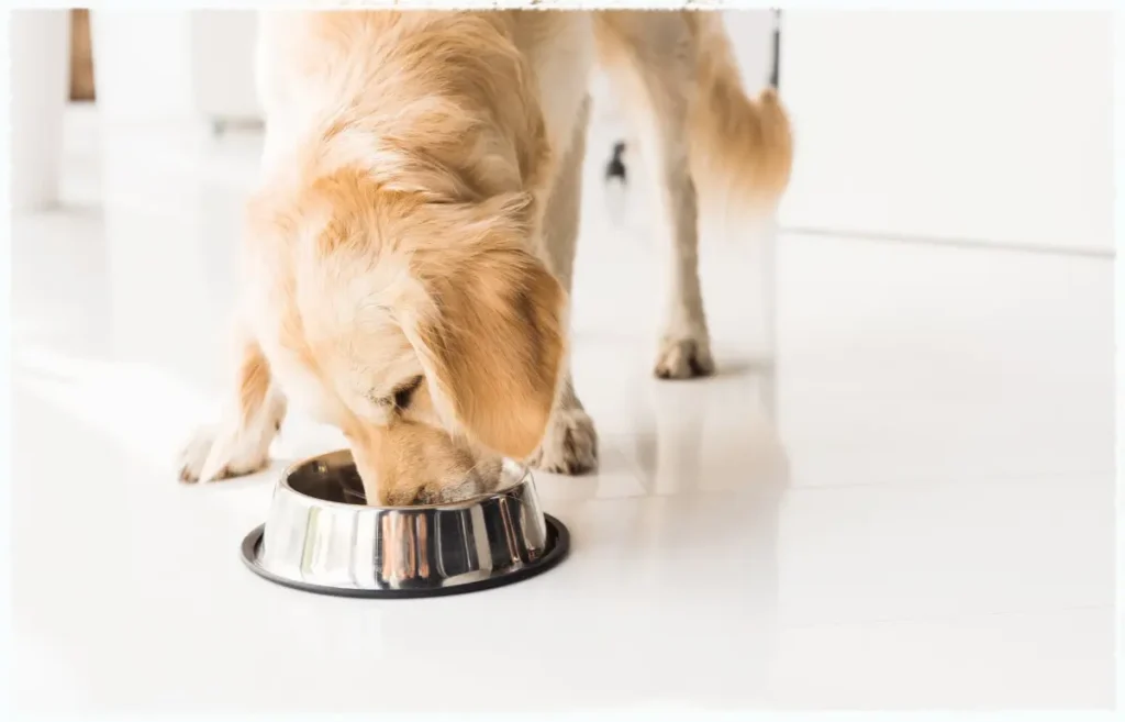 Hat dein Hund eine gestörte Darmflora oder IBD, solltest du behutsam vorgehen. Eine zu schnelle Umstellung kann den Köper sehr belasten. 