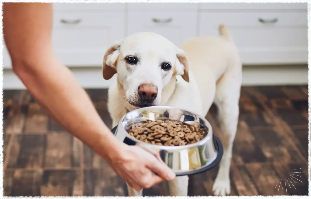 Nicht alle Hunde vertragen Fertigfutter gut.