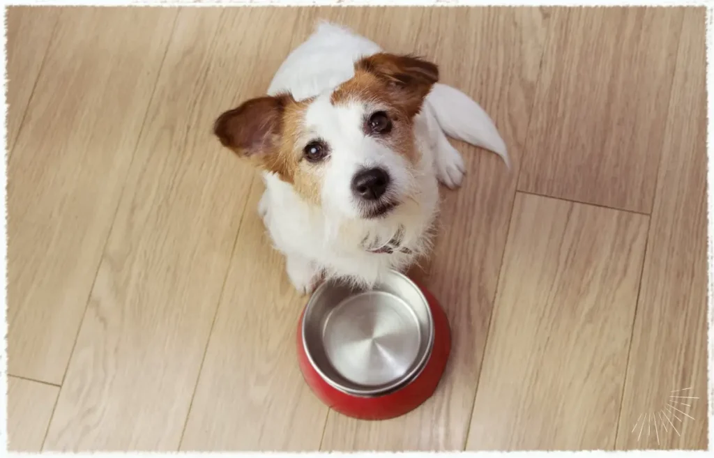Die Ernährung unserer Hunde hat sich damit innerhalb weniger Jahrzehnte radikal verändert – und mit ihr die gesundheitlichen Herausforderungen.