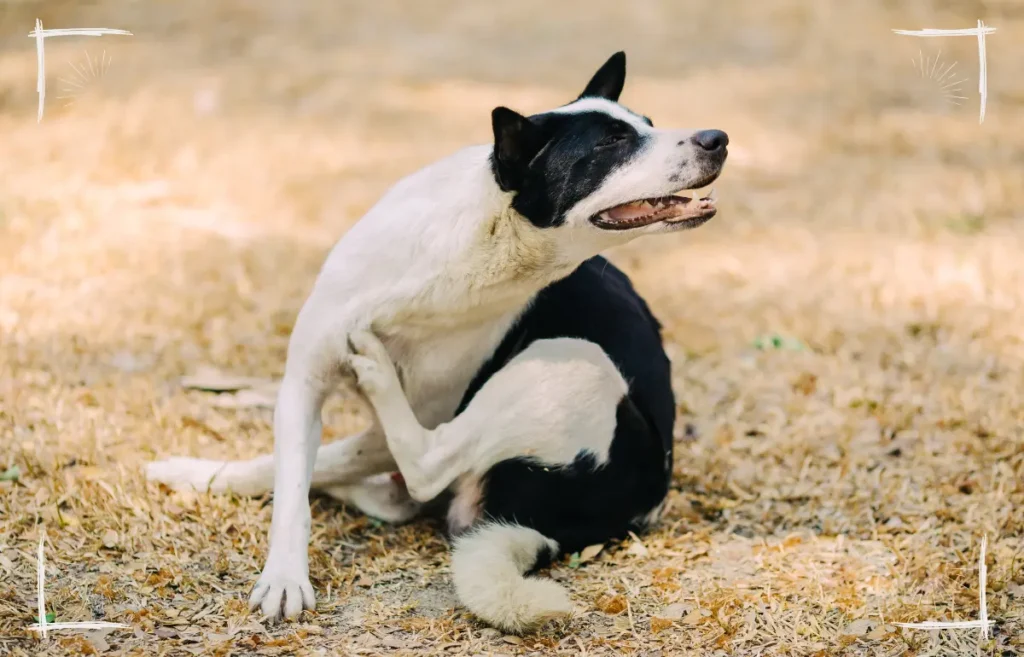 Eine gestörte Darmflora beim Hund kann viele Anzeichen haben, die nicht immer mit der Darmgesundheit auf den ersten Blick in Zusammenhang stehen. 