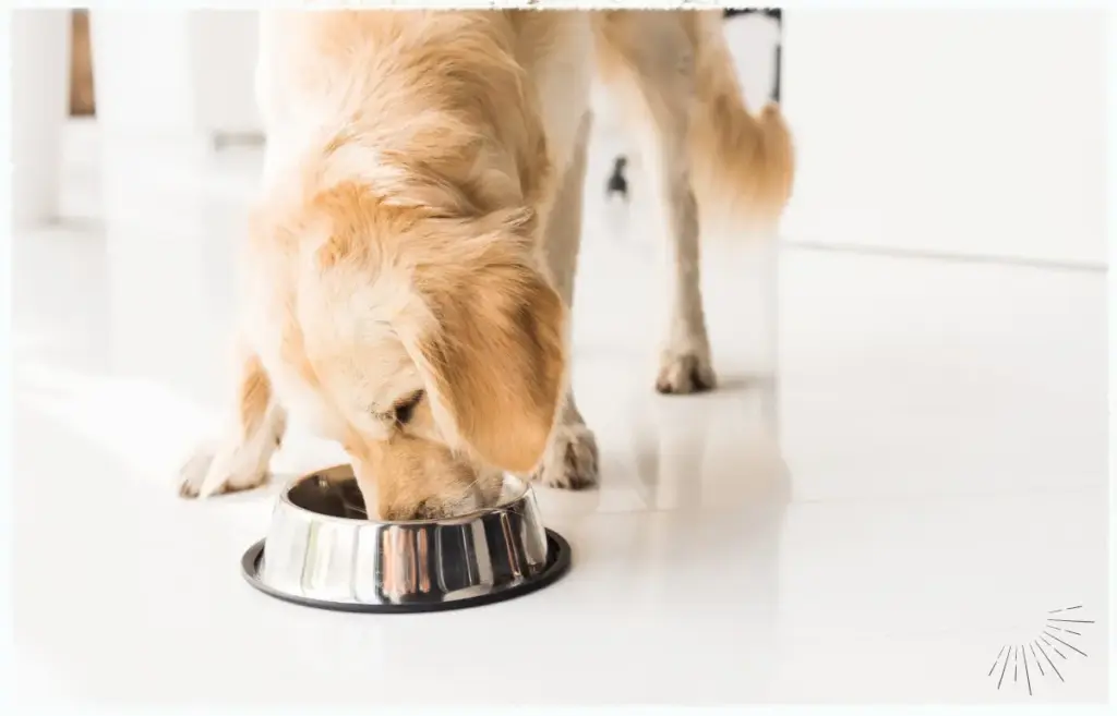 Eine gestörte Darmflora von Hunden kann ernsthafte Probleme nach sich ziehen.