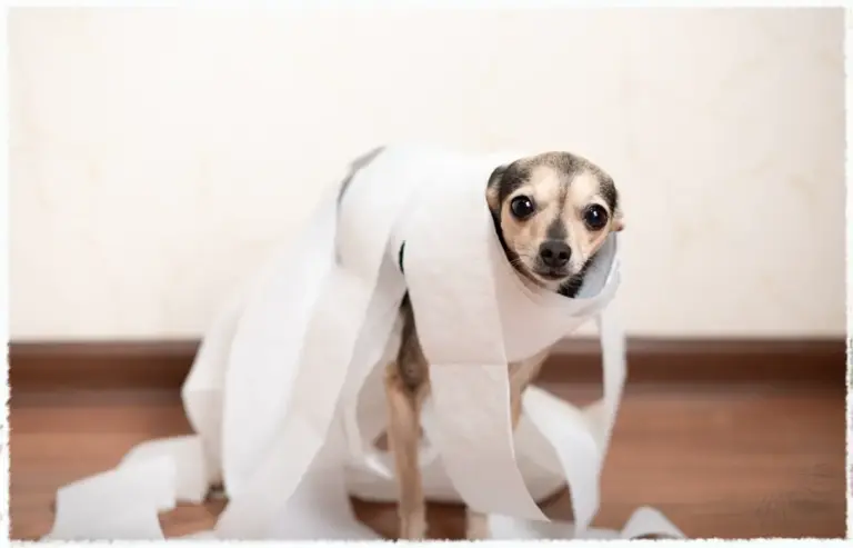 Viele Hunde leiden unter schweren Darmproblemen.