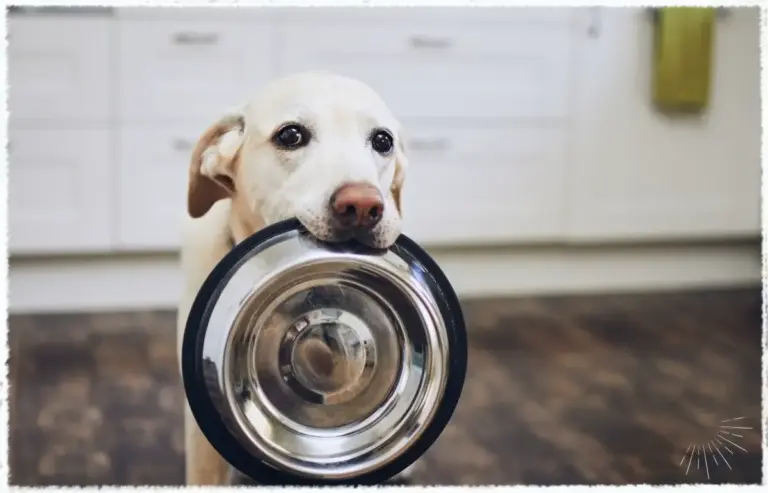 Hunde brauchen eine bedarfsgerechte Ernährung, die auch durch vegane Futtermittel sichergestellt werden kann