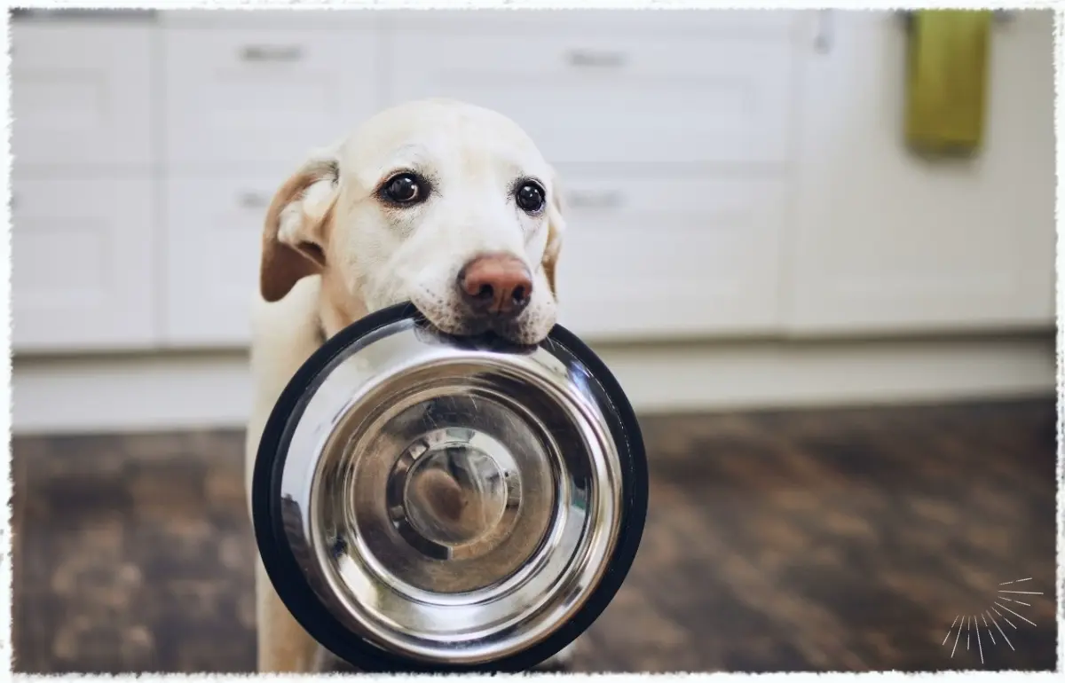 Hunde brauchen eine bedarfsgerechte Ernährung, die auch durch vegane Futtermittel sichergestellt werden kann