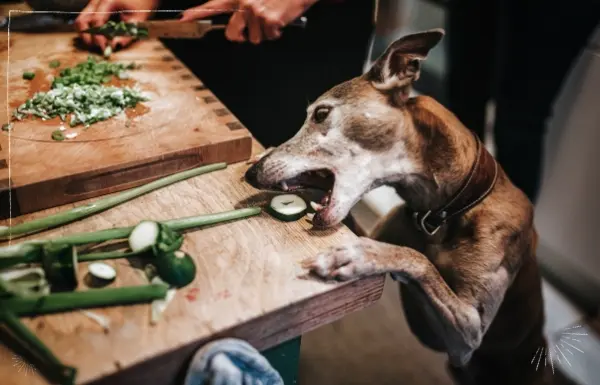 Gemüse wird von Hunden sehr gut angenommen.