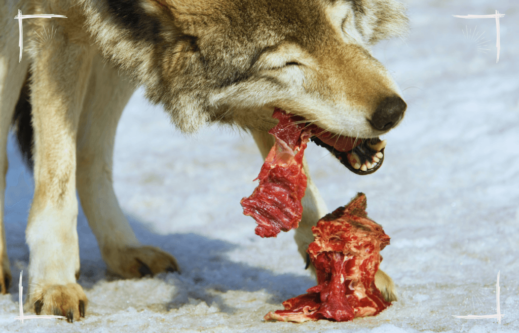 Der Wolf war das erste Haustier des Menschen