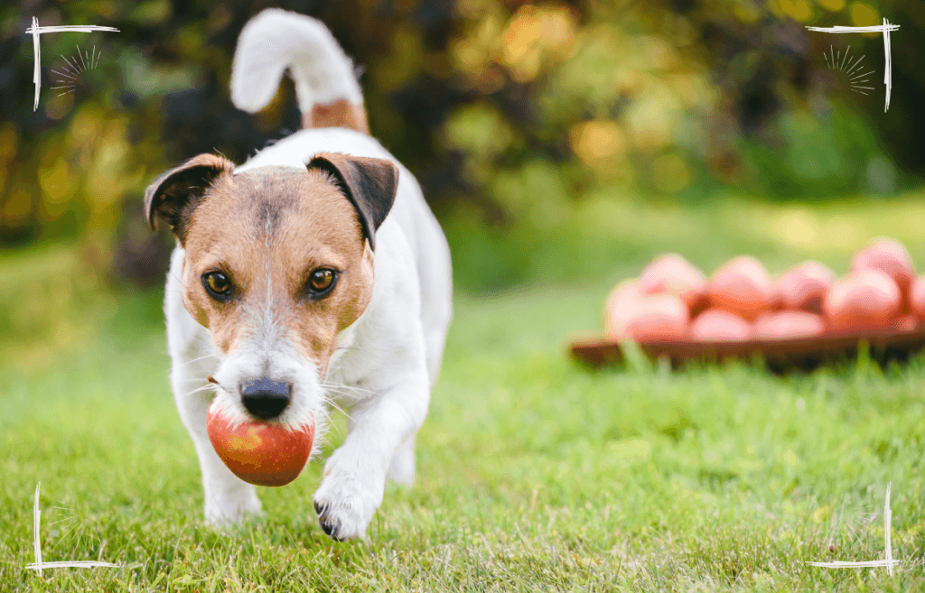 Die vegane Ernährung war allerdings nur dann vorteilhaft, wenn sie ausgewogen, nährstoffdeckend und individuell abgestimmt war.