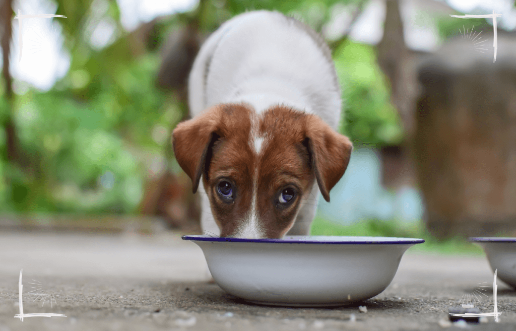 Genaue Analysen der Ernährung freilaufender Hunde haben ergeben, dass die größten Bestandteile ihrer Ernährung aus Getreide und menschlichem Kot bestehen.