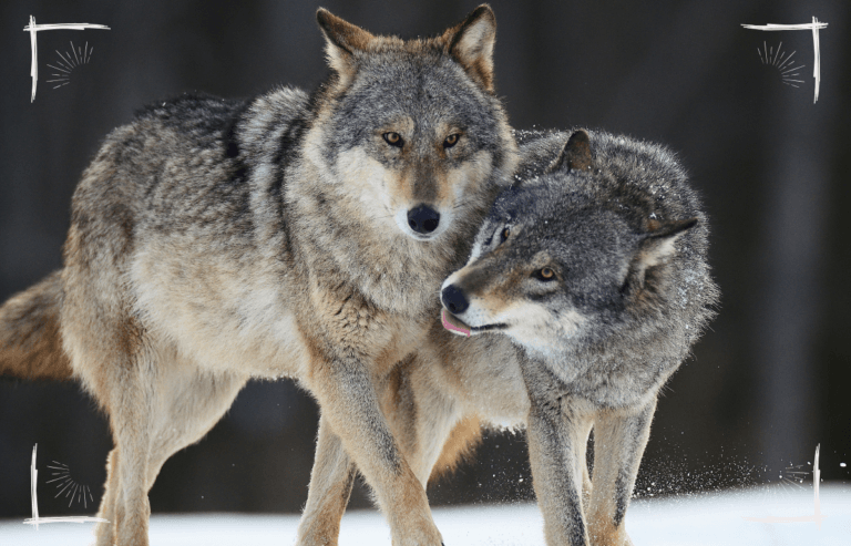 Domestizierung des Wolfes – Wie sich die Ernährung unserer Hunde verändert hat