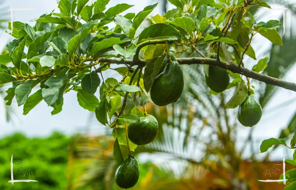 Sind Avocados giftig für Hunde?
