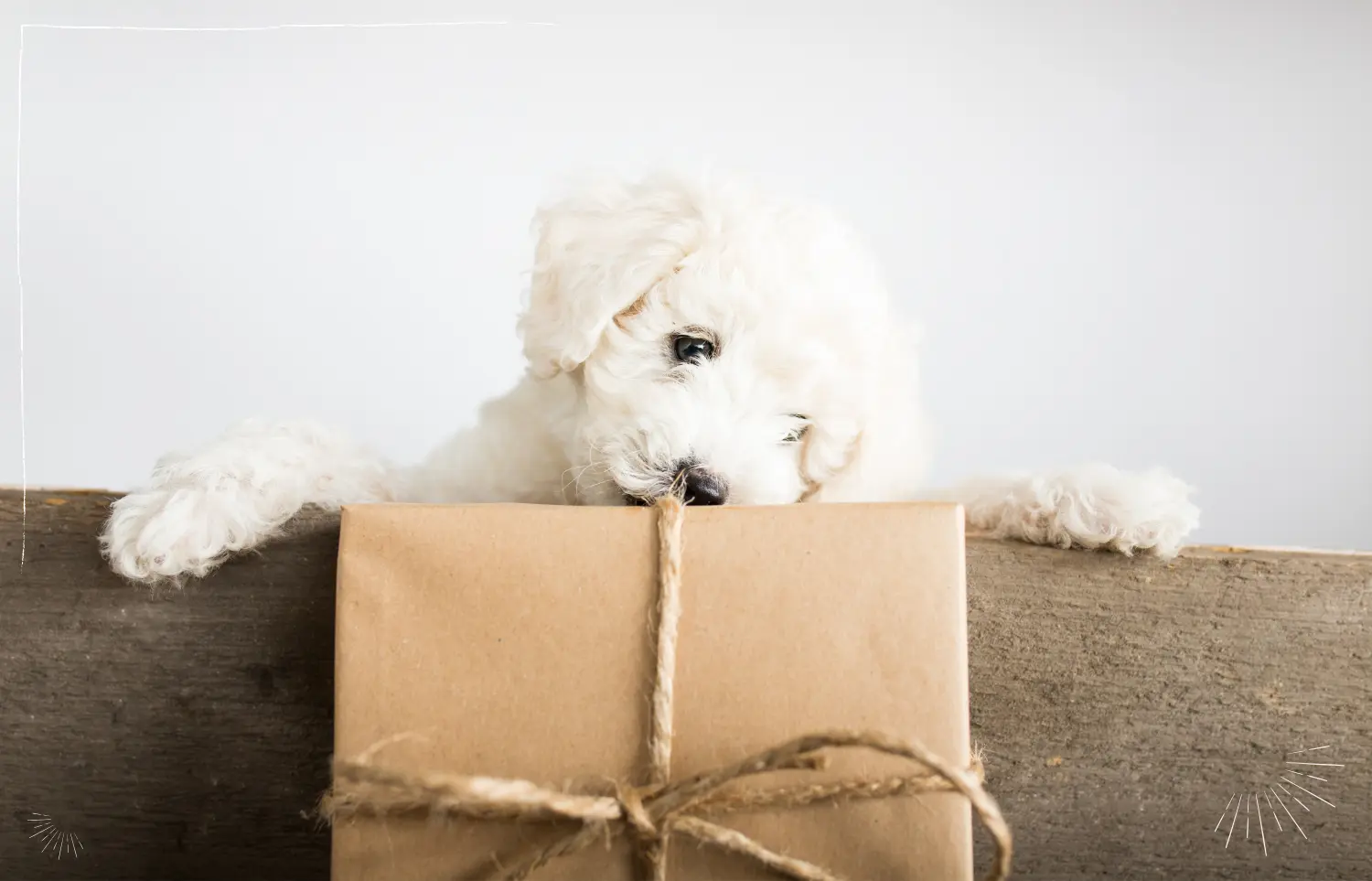 Ein Geschenk für dich und deinen Hunde - die kostenfreie Übersicht zu veganen Lebensmitteln
