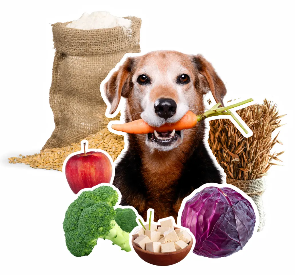 Vegan für Hunde - die Gesundheit deines Hundes liegt im Napf. Starte jetzt mit der Umstellung auf vegane Hundeernährung