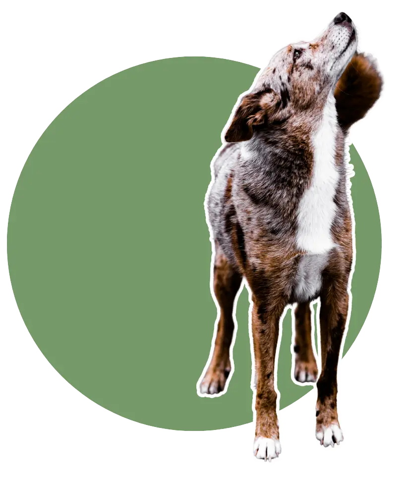 Vegan für Hunde - die Leistungen in der veganen Hundeernährung
