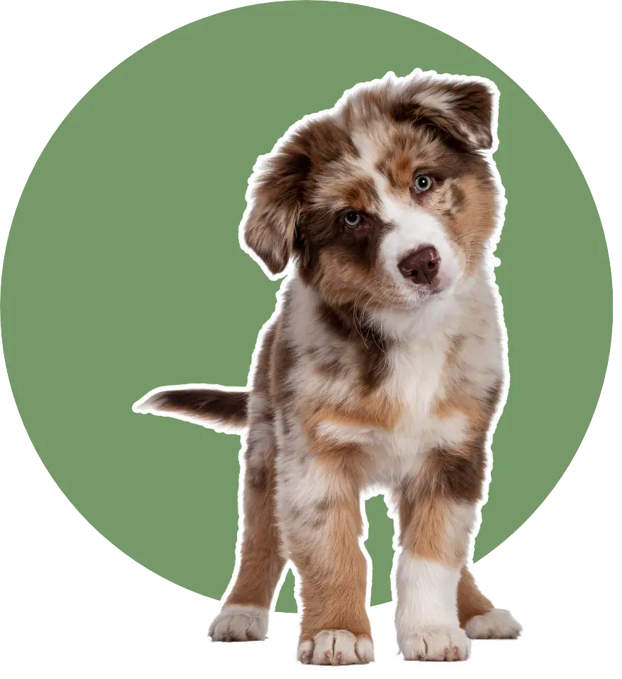 Vegane Hundeernährung ist auch für Welpen nicht unmöglich.