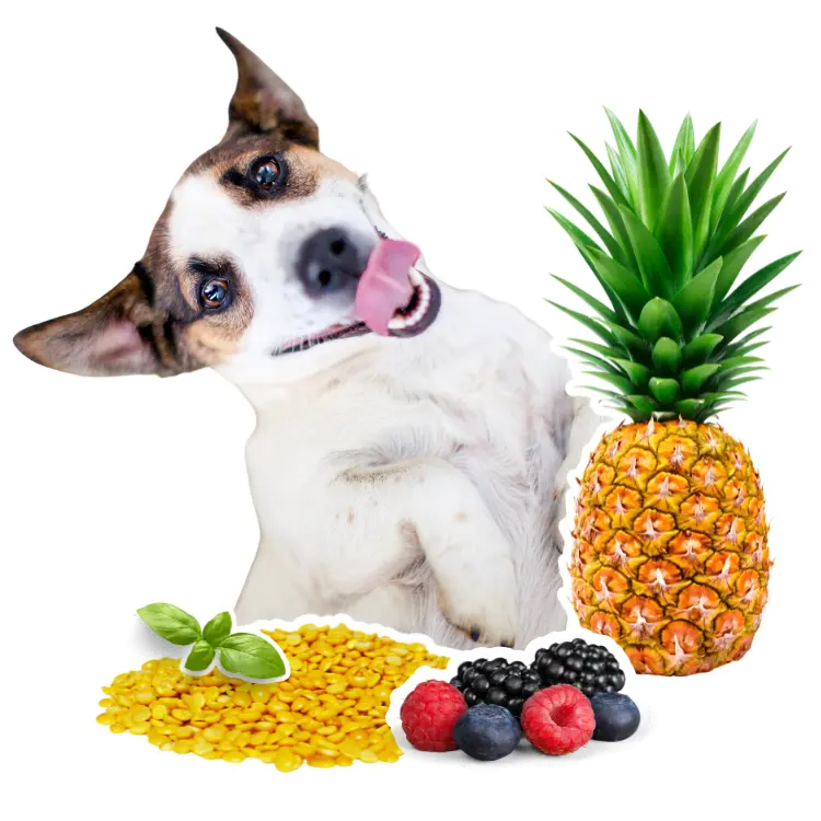 Rationspläne zur veganen Hundeernährung helfen dir dabei deinen Hund optimal zu versorgen