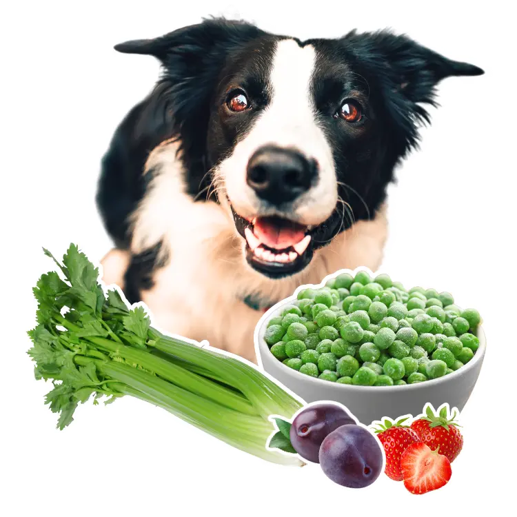 Die Rationspläne von Vegan für Hunde sind ein guter und einfacher Start wenn du deinen Hund vegan füttern möchtest