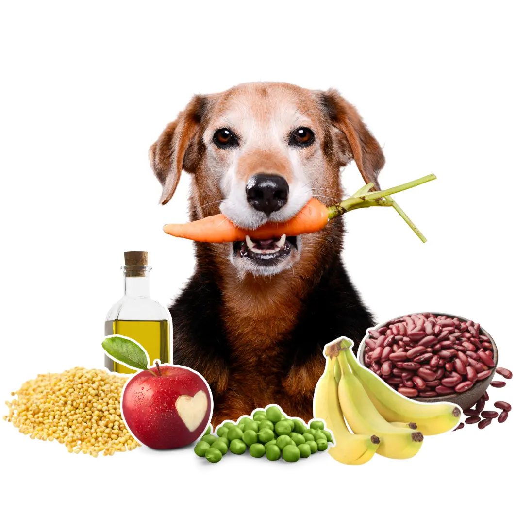 Der Onlinekurs HappyVeganDog bringt 100% Kochspaß.
