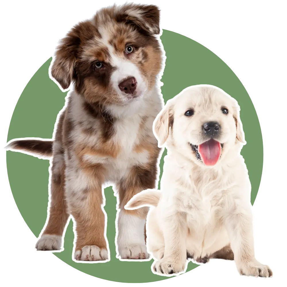 Welpen und junge Hunde benötigen eine besonders gut abgestimmte Betreuung, um die Versorgung mit allen Nährstoffen sicherzustellen
