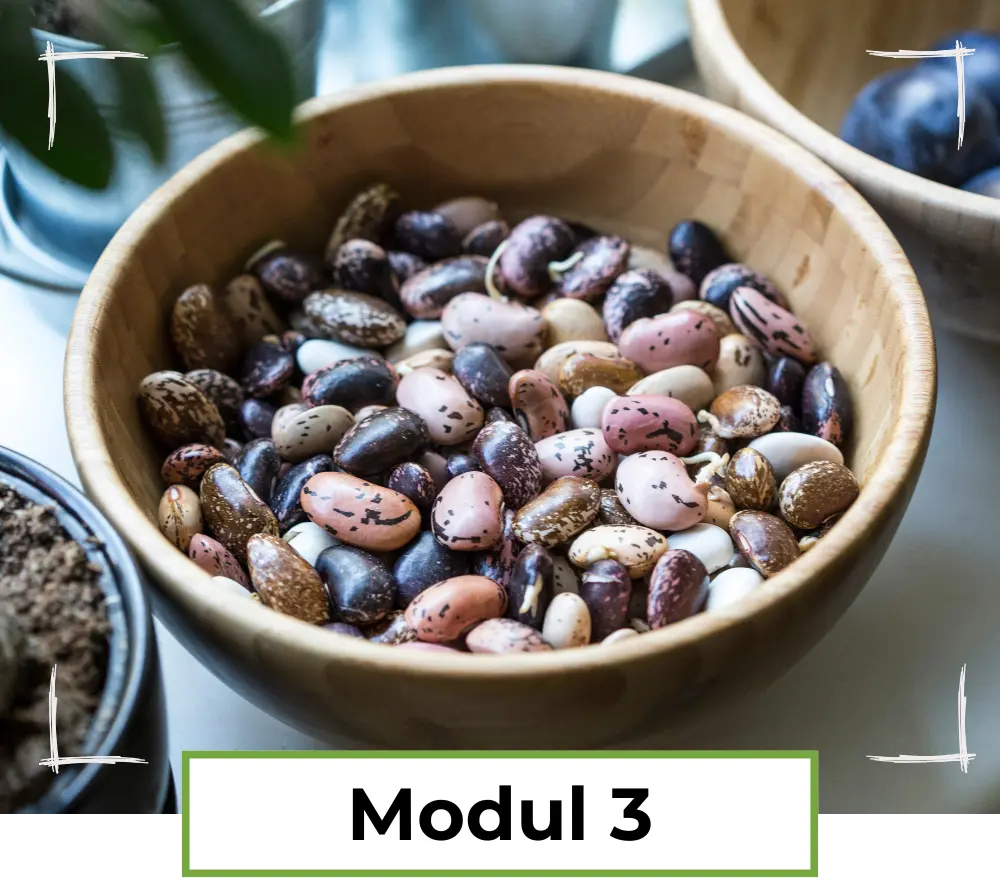 Modul 3 - vegane Proteinquellen