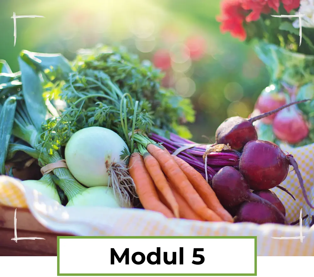 Modul 5 - Gemüse und Obst