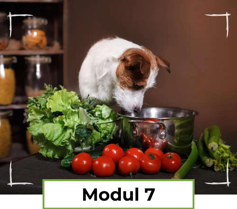 Modul 7 - vegane Rationsgestaltung