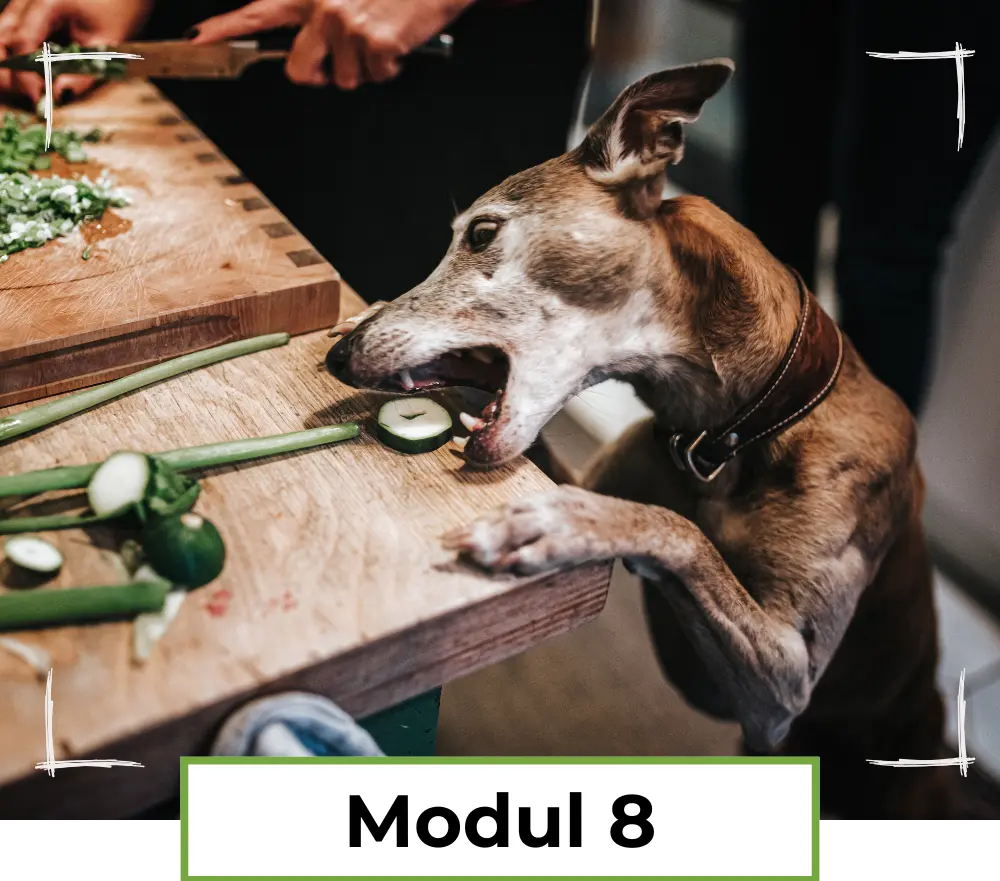 Modul 8 - Rationsvariation und vegane Rezepte