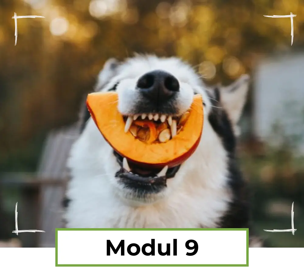 Modul 9 - häufige Fragen