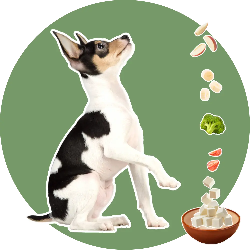 Vegan für Hunde - du möchtest deinen Hund vegan füttern? Starte jetzt mit dem Onlinekurs HappyVeganDog