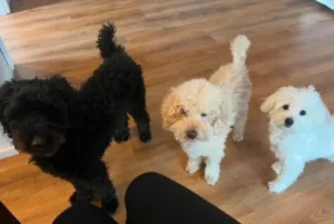 Chantal hat ihre drei Hunde gleichzeitig auf vegane Futtermittel umgestellt und ist damit sehr zufrieden