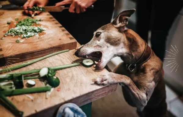 Mit dem VeganPower Programm lernst du alles über langfristige Strategien, um die Lebensqualität deines Hundes zu verbessern