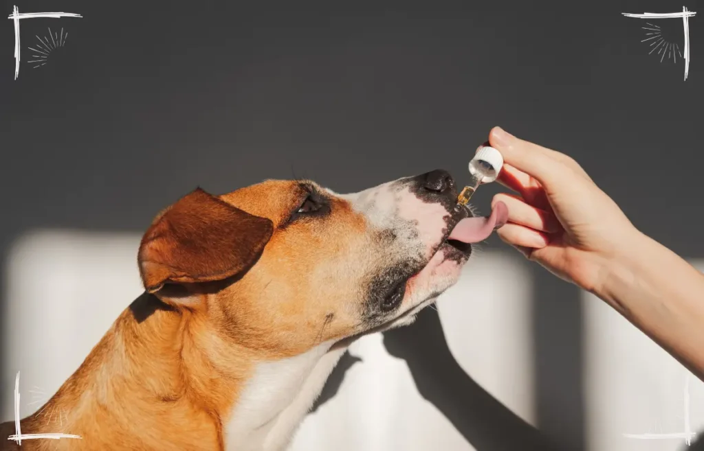 Viele Hunde mögen Algenöl