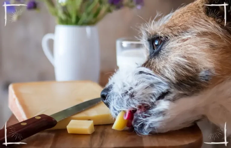 Vegetarische Hundeernährung – sinnvoll oder Kompromiss?