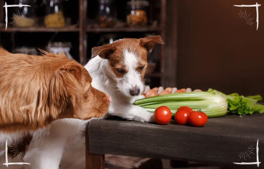 Die Frage ist nur: Was genau bringt eine vegetarische Hundeernährung tatsächlich? Ist sie automatisch gesünder, nachhaltiger, tierfreundlicher? Und was sind die Unterschiede – nicht nur ethisch, sondern auch ernährungsphysiologisch?