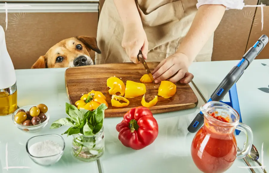 Auch ist vegetarisches Fertigfutter mittlerweile in vielen Fachgeschäften oder online erhältlich. Letztendlich ist die vegetarische Fütterung von Hunden viel salonfähiger als die vegane, die noch immer sehr skeptisch gesehen wird.