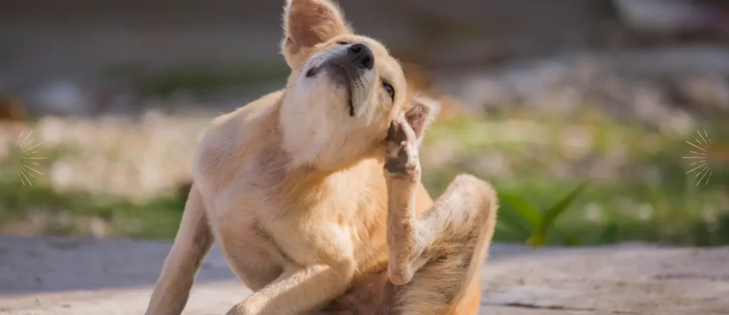 Hunde mit chronischen Beschwerden behandeln: So geht`s natürlich und nachhaltig!