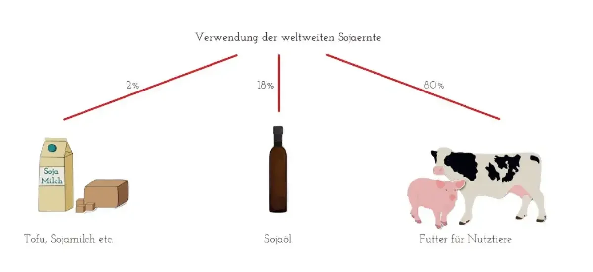 Infografik zur globalen Sojanutzung – über 80 % des Sojas wird als Futtermittel in der Massentierhaltung verwendet