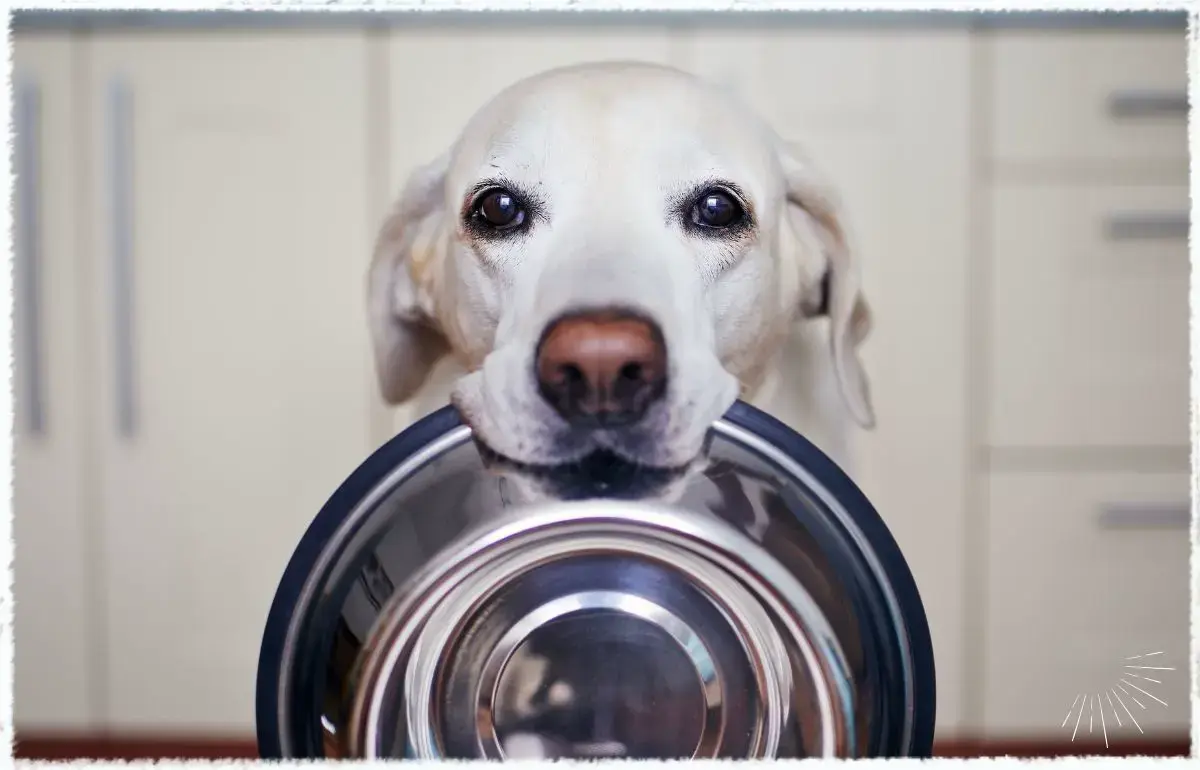 Junger Labrador frisst gerne veganes Hundefutter mit Tofu aus einem Edelstahlnapf und wartet auf die nächste Ration