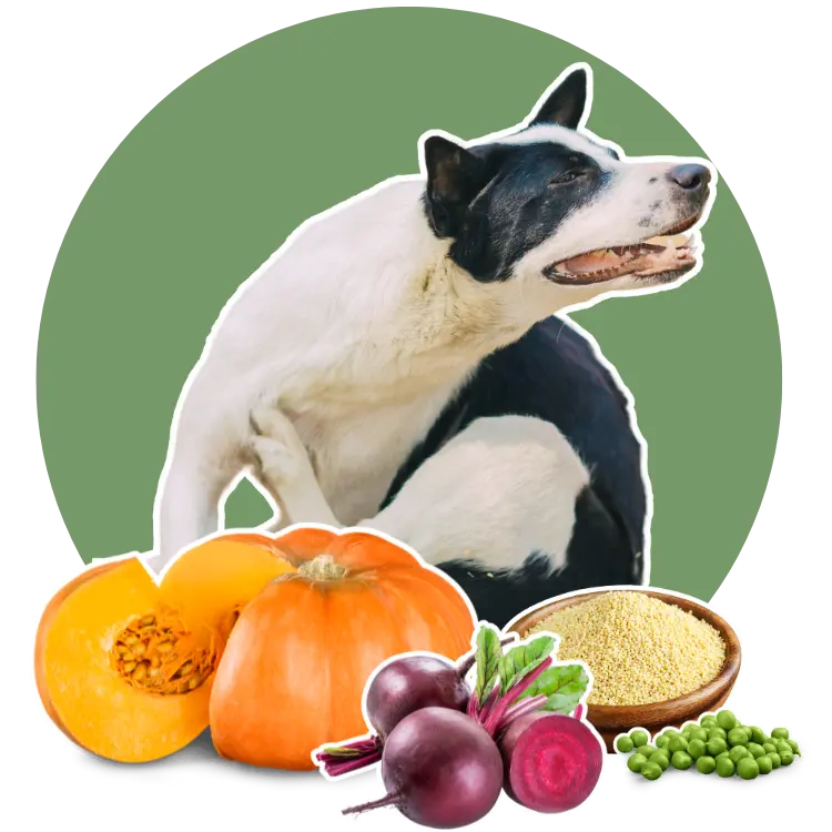 Vegan für Hunde - Chronische Beschwerden können durch die vegane Ernährung unter Kontrolle gebracht werden.