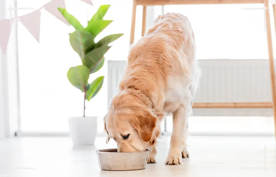 Fisch in der Ration – keine nachhaltige Hundeernährung durch Fischprodukte