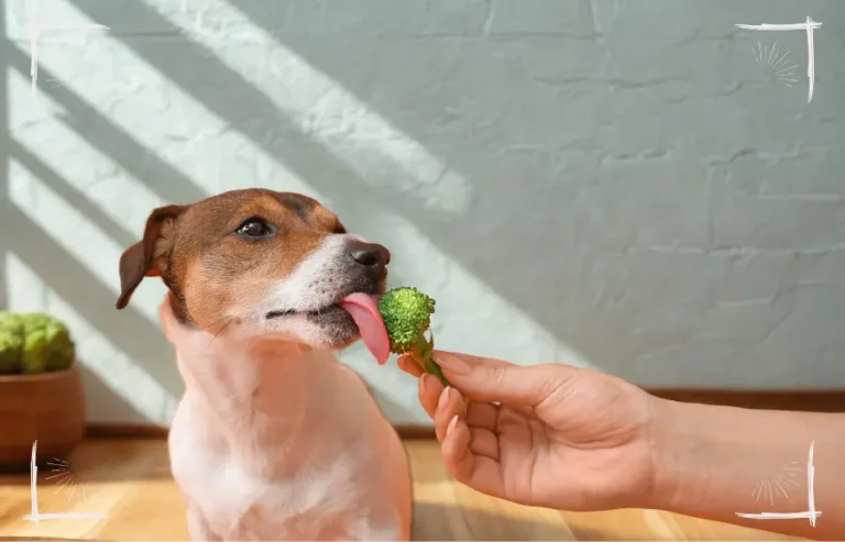 Glücklicher Hund mit frischem Gemüse – Symbolbild für veganes, gesundes Hundefutter