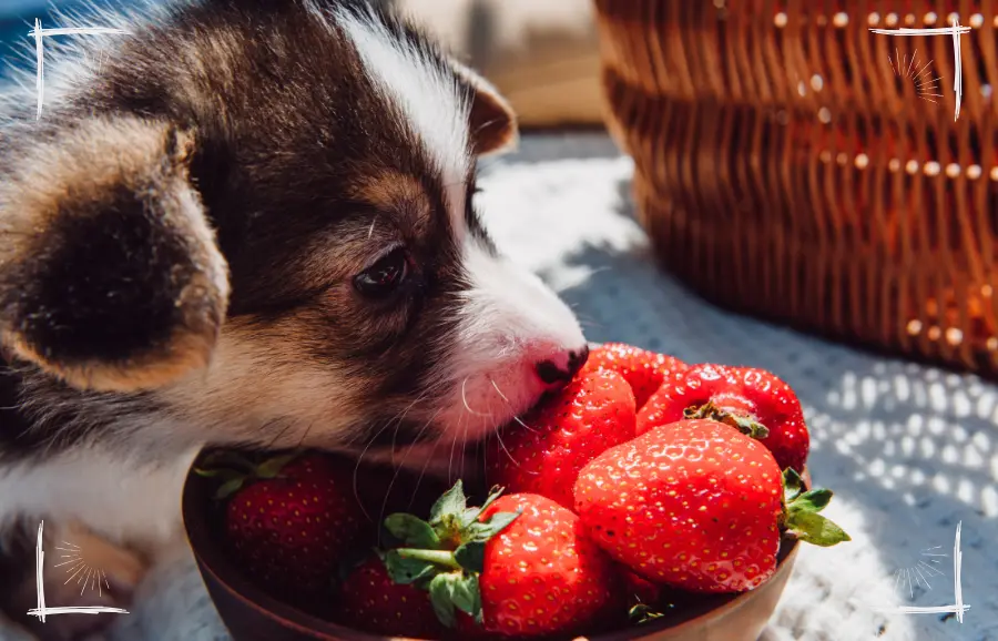 Junger Welpe frisst Erdbeeren als veganen Snack