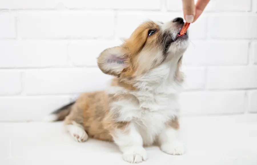 Welpe wird mit frischem, veganem Hundefutter gefüttert