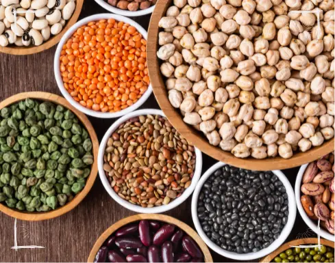 Vegane Proteinpower für Hunde - Das erste Modul im Detail