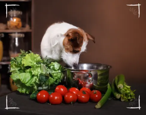 Vegane Proteinpower für Hunde - Das dritte Modul im Detail