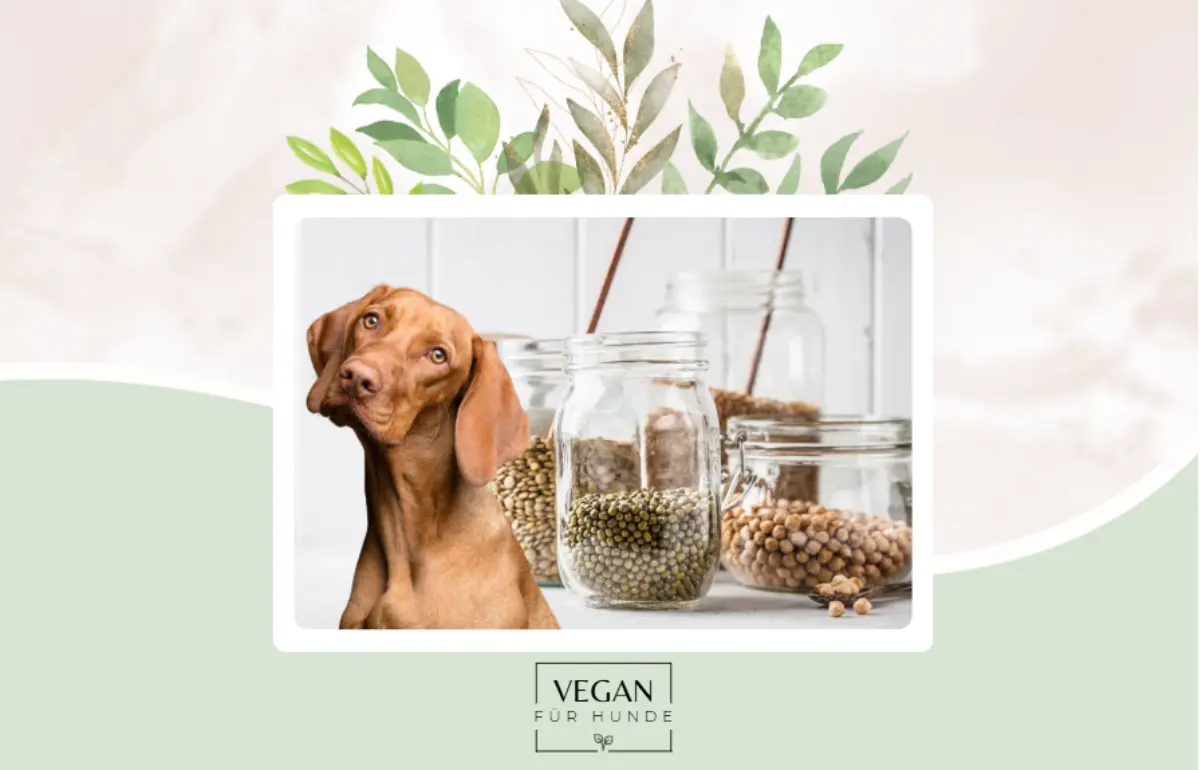 Vegane Proteinpower für Hunde - Die Masterclass