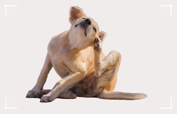 Juckreiz ist ein Symptom für Unverträglichkeiten beim Hund