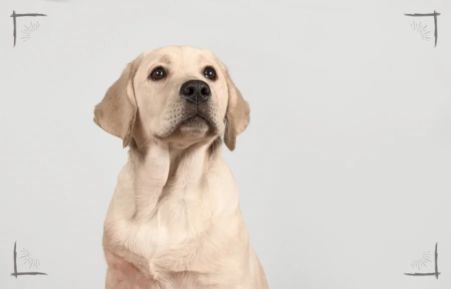 Abbildung eines sensiblen Hundes, der aufmerksam wirkt – symbolisiert die Herausforderungen bei unverstandenen Symptomen und instabiler Ernährung.